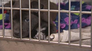Plea to help foster or adopt Dallas pets