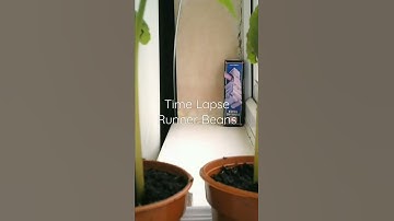 Raspberry Pi - Time Lapse created Runner Beans
