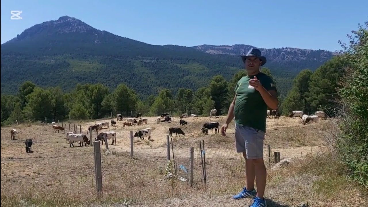 L.M el ganado bravo de Moratalla en la Region de Murcia 🐃🇪🇸🌾🌄😊👍😊