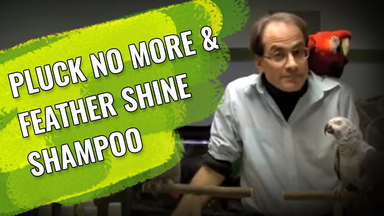 Marc Morrone Talks About Pluck No More & Feather Shine Shampoo King's Cages YouTube
