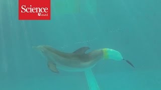 Watch a dolphin swim with a first-of-its-kind artificial fluke