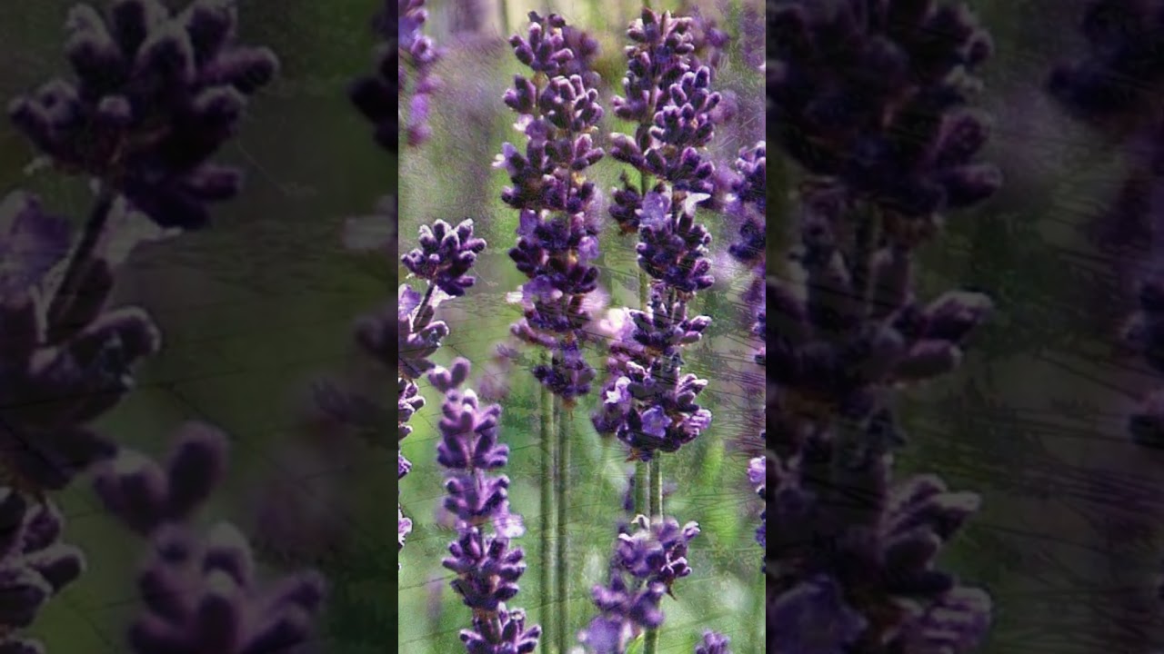Phenomenal Lavender, a Favorite French Lavender!