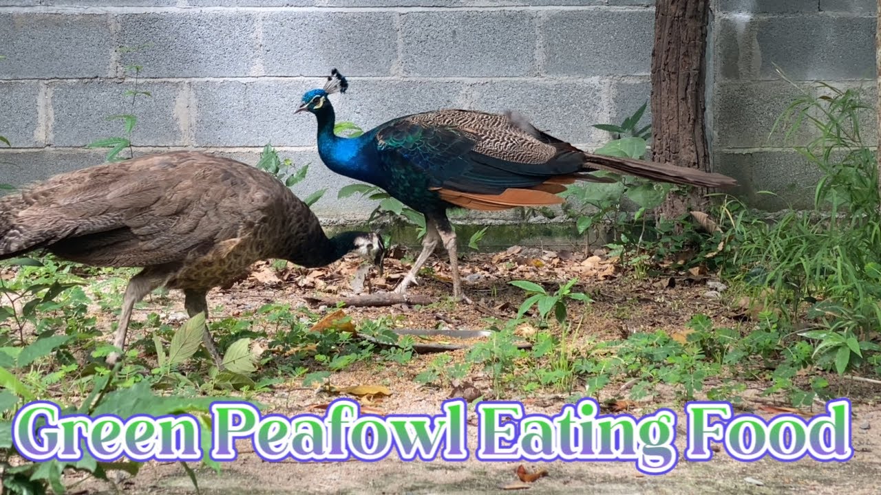 Green Peafowl Eating Food So Beautiful YouTube