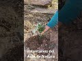 20240422 Post maslallum DiaTerra Video