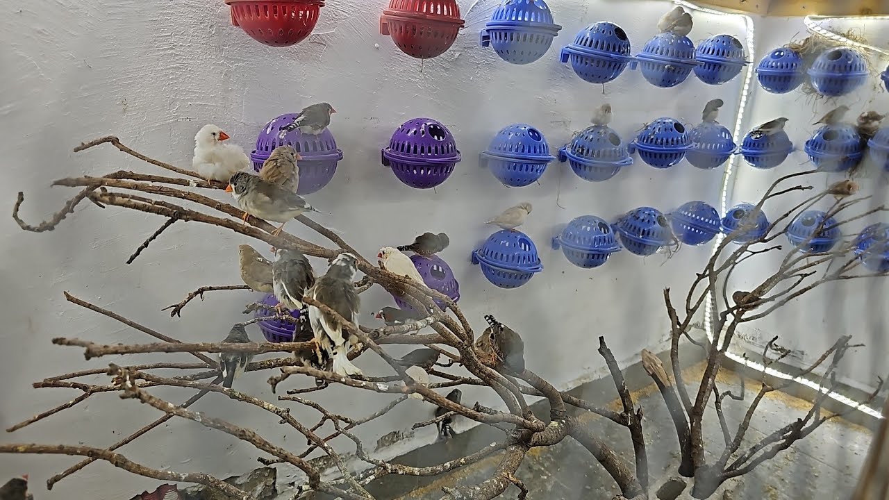 39#/لقينا فال من القفص😱😱