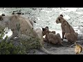 Cubs Of Casper The White Lion Latest Sighting