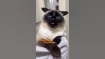 Juicy Mango Tingalingalingggg Catshorts Funny Tingaling 