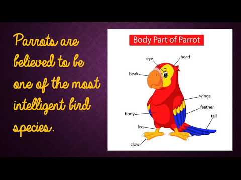 BODY PARTS OF BIRDS - YouTube