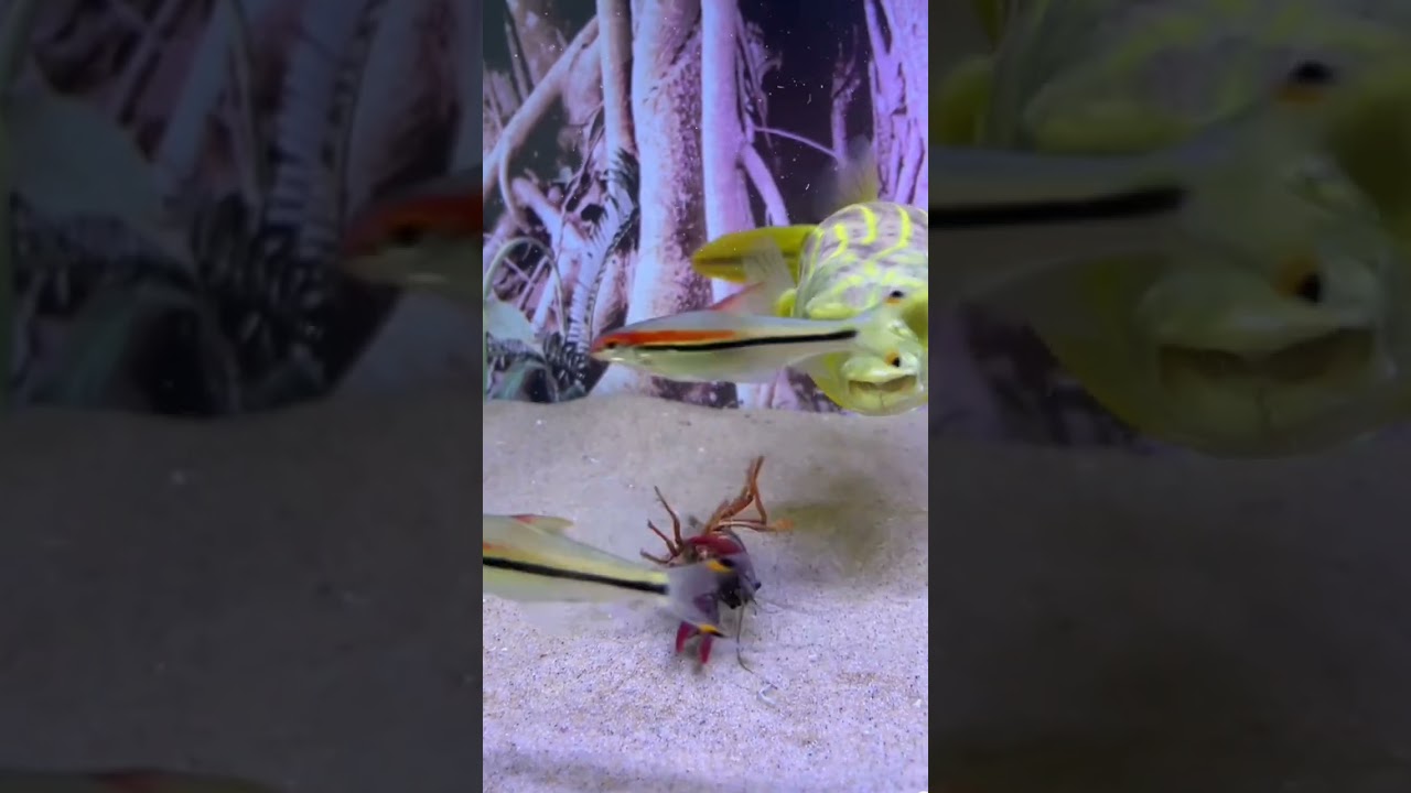 Zebra dog head, Amazing Fish, 