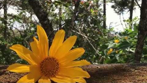 Demo Ảnh Cưới LGBT tại Đà Lạt I Caro Photo