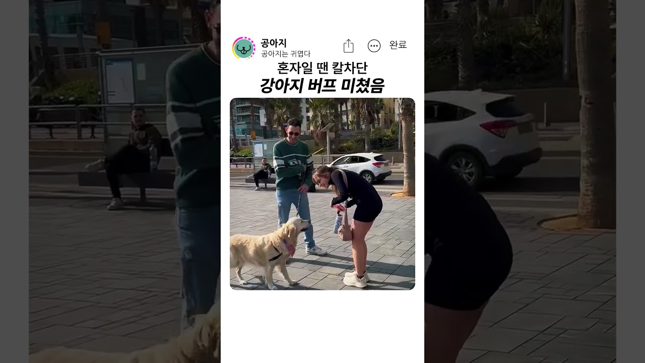 남자가 개를 키우는 이유 #강아지 #반려견