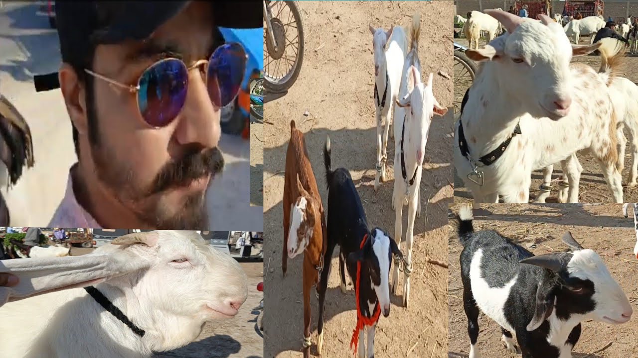 Ya kn se mandi ha name btao???