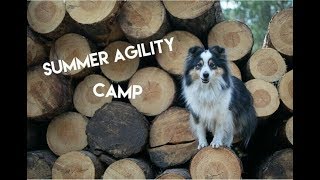 Agility camp Esadera | 9.-14.7. 2018 | Airin by Terka Šubrtová 325 views 5 years ago 5 minutes, 47 seconds