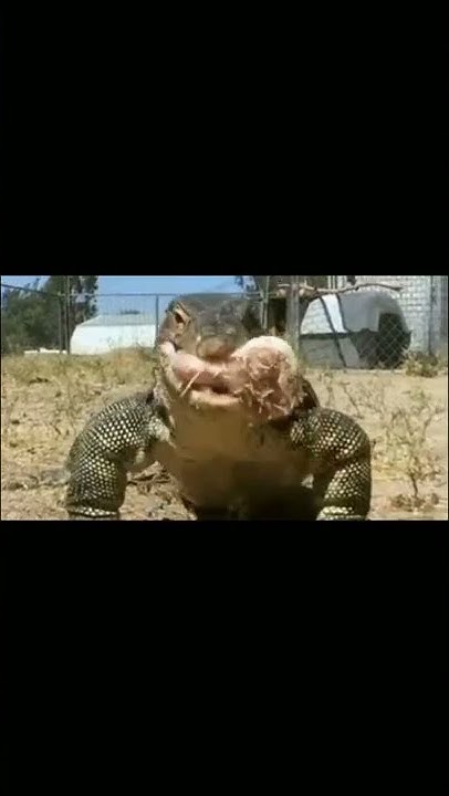 Anaconda Vs Komodo dragon who will win ? Mystery Malayalam - YouTube