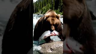 Alaskan Brown bear