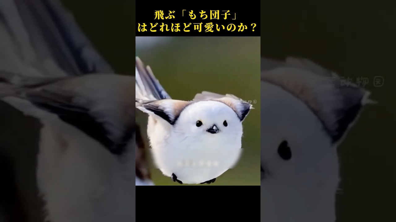 Long-tailed Tit: Such a Cute Little Chubby Bird! #AnimalFacts