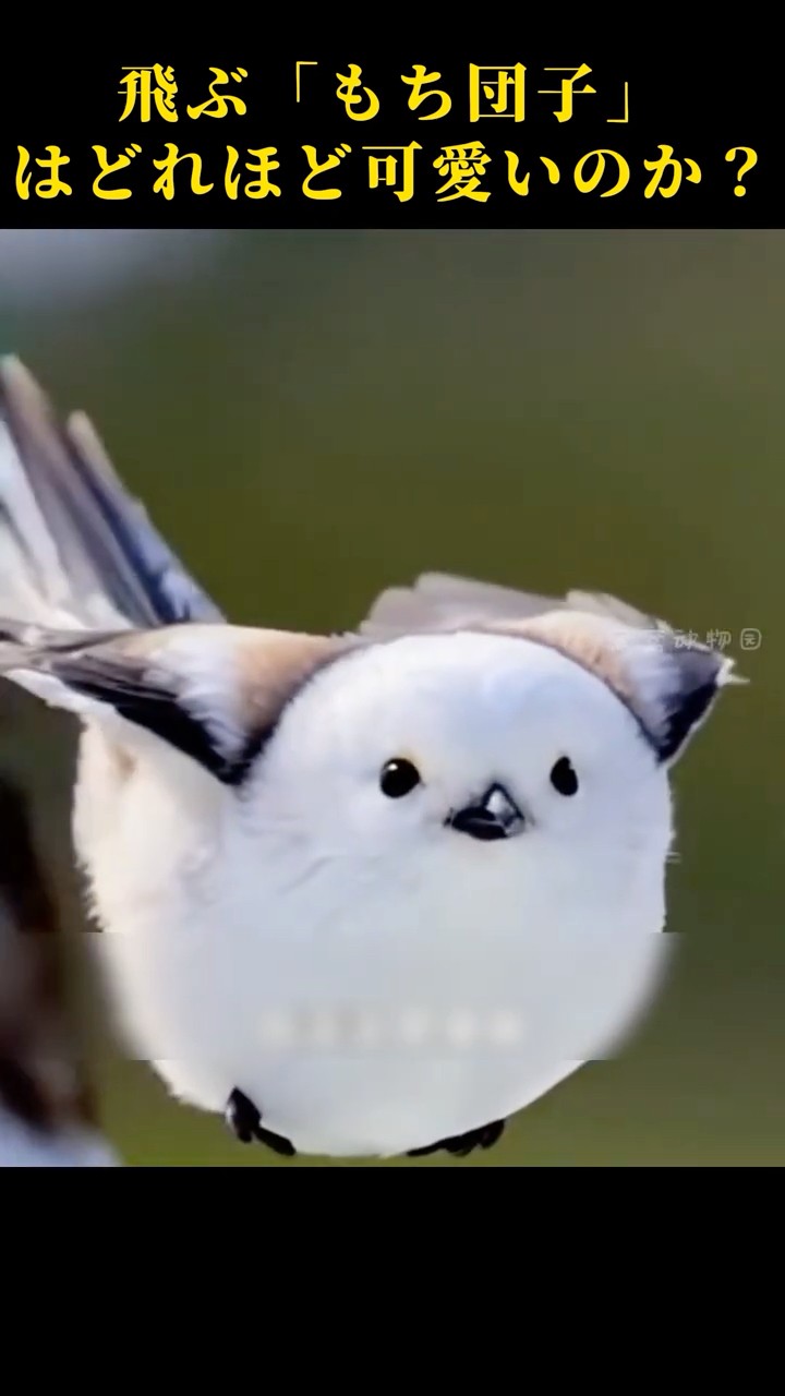 Long-tailed Tit: Such a Cute Little Chubby Bird! #AnimalFacts