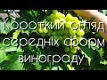🍇короткий огляд середніх форм винограду!🍇