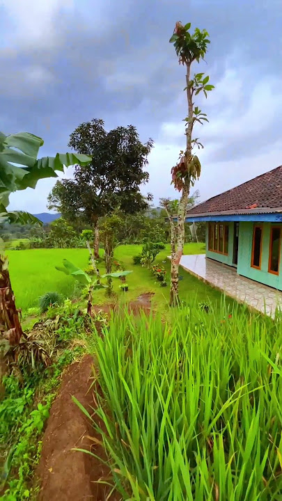 Pemandangan sawah depan rumah yang asri dan sejuk di kampung #kampung #storywa #shorts #azatsubandi