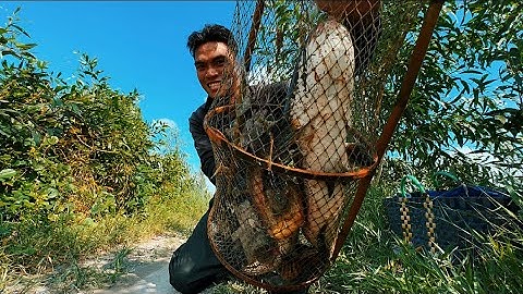 Vây Bắt Bầy Cá Lóc Khủng Mùa Nước Nổi ở Vùng Biên Giới Xa Xôi ( phần 1 )