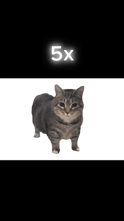 oiia oiia cat but it gets slower