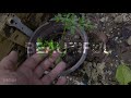 How to grow cauliflower and broccoli in your own backyard