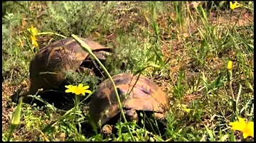 Great Divide Spur-Thighed Tortoises