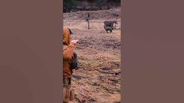 Where accurate arrow flight meets math equation. Video by @ElkShape #mathews #shorts