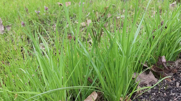 Learn How To Create A Healthy And Weed-free Lawn