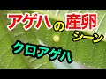 クロアゲハがカラスザンショウの木に産卵する様子