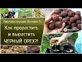 Как прорастить и вырастить черный орех?!