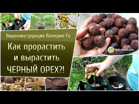 Как вырастить черный орех из ореха в домашних условиях