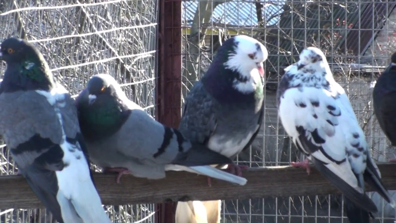 весь день ждал и смотрел в небо - YouTube