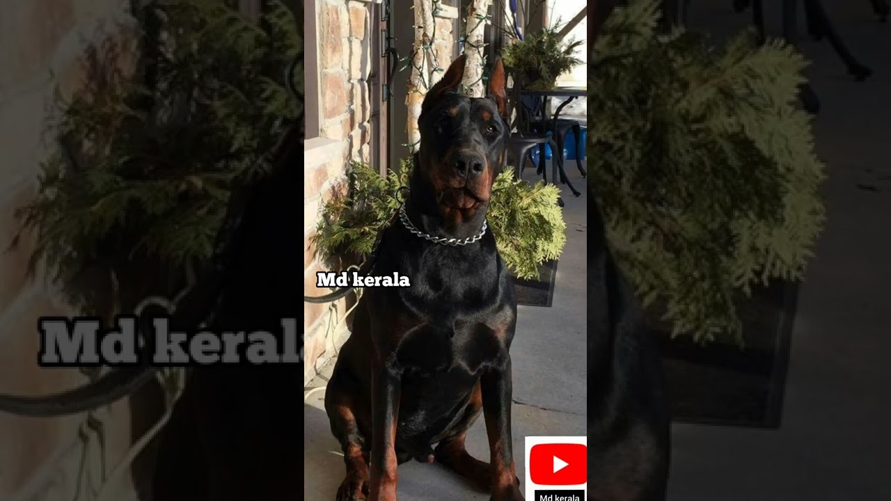world biggest Doberman🐕😯🤤