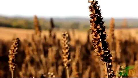 Chia Seed - О производстве семян чиа в Парагвае.
