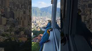 Instead Of Pigeons In Venezuela, Beautiful Friendly Blue And Yellow Parrots