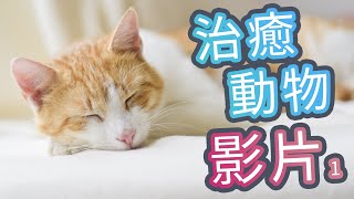 動物治癒影片合輯 | Cute Animal #1001  | 貓治癒 | 狗治癒 | 寵物治癒