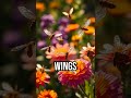 Discover the secret life of pollinators! #InsectMagic #Nature'sHeroes