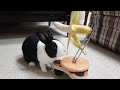 Rabbit FREAKS OUT over banana machine