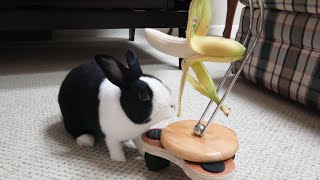 Rabbit FREAKS OUT over banana machine