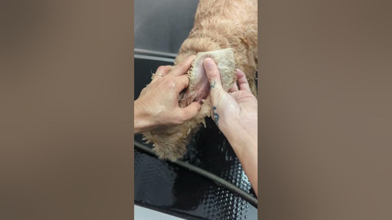 Deep Ear Cleaning and Dental Flush on a Cocker Spaniel Dog YouTube