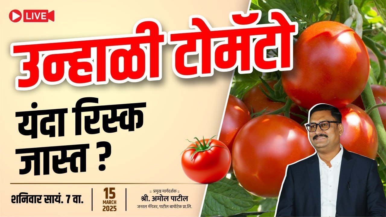 उन्हाळी टोमॅटो लागवडीची संपूर्ण माहिती unhali tomato lagwadachi sampurn mahiti