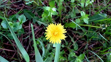 Dandelion 4 - Free HD stock footage
