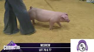 Lot 76 & 77   McGrew Showpigs   2023 The Connection