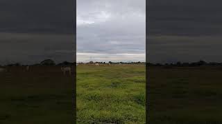 Download Lagu nice view in the afternoon at the farm #nature #provincelife MP3