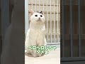 自分が注意されたと勘違いした猫