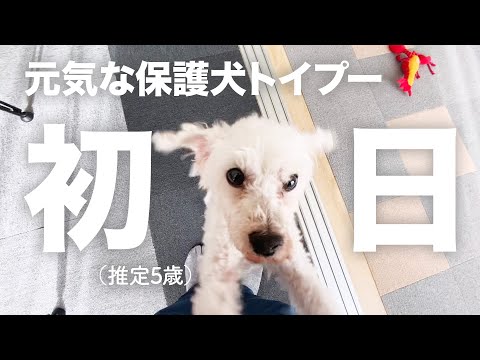 元気なホワイトトイプの保護犬が我が家にやってきた日。