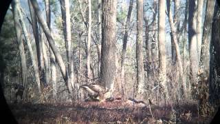 Golden Tracking: Monitoring Golden Eagles in Alabama and Beyond