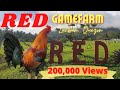 RED GameFarm 2021 | 5K Sweater TRIO | Meet Kuya Edwin Arañez  | Poultry Bands |Manok na Pula |Travel