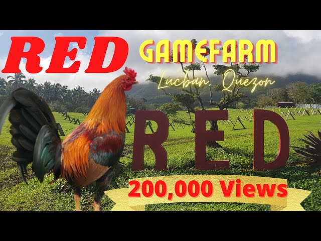 RED GameFarm | 5K Sweater TRIO | Meet Kuya Edwin Arañez  | Poultry Bands |Manok na Pula |Travel class=